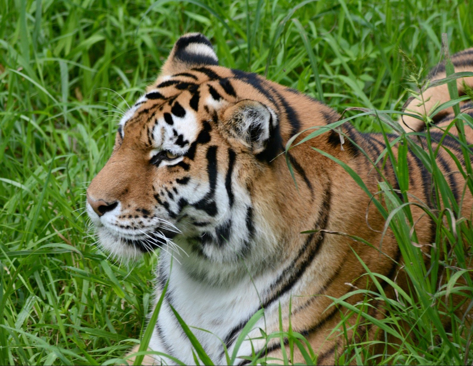 Summer closeup of a Siberian tiger resting in a clump of tall green grass.